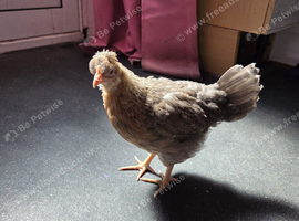 Crested cream legbar