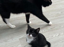 Kittens looking for their forever home