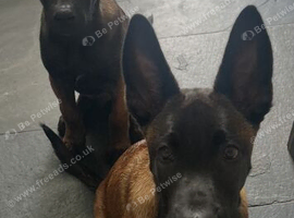 1 male Belgian Malinois pup