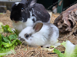 Beautiful healthy babies