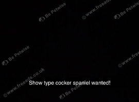 Looking for a KC registered show type cocker spaniel!