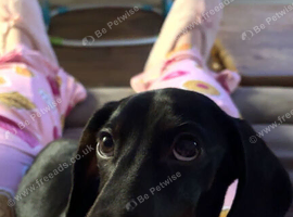 10 month old for rehome
