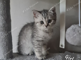 British shorthair and longhair