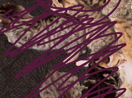 Cute kittens for sale