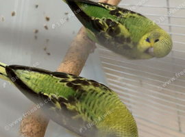 Baby black wing budgies