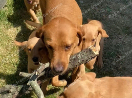 Gorgeous Kc registered fox red Labrador puppies