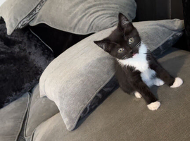 Female kitten