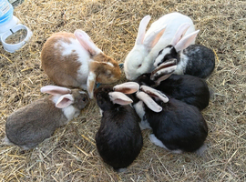 Newzealand x French lop