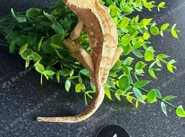 Various crested geckos