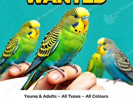 WANTED: ALL BUDGIES &mdash; YOUNG & ADULT, ALL TYPES & ALL COLOURS!