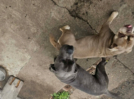 15 month old female cane corso