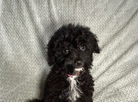 Ready to leave miniature cavapoochons