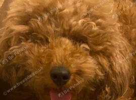 Covapoo pups for sale