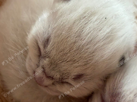 Beautiful pure ragdolls