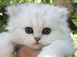 Pedigree persian kittens, white and chinchillas