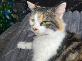 2 year old female calico cat for for rehome.
