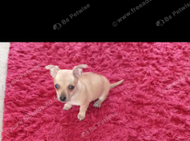 Chihuahua lovely and kind to cats