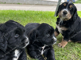 Bernese Mountain Dog &times; Golden Retriever