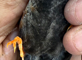 Charcoal Male