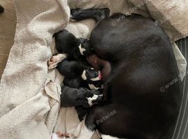Exceptional Boston Terrier Pups &ndash; Outstanding Wildax & Skin Deep Bloodlines