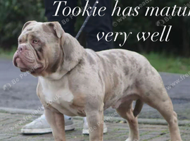 Olde English bulldogs stud