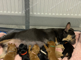 frenchie cross cockapoo pups.