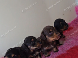 LongHair mini dachshund pups