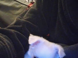Puppies