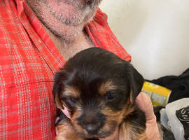 Yorkshire terrier