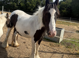 Raven 7 year old mare