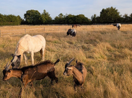 24/7 grazing available on a private yard -