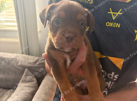 Bull staffy puppies