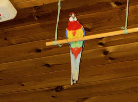 Stunning rosella