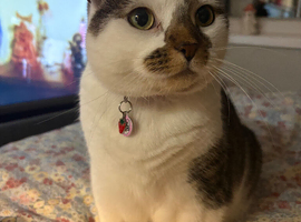 Strawberry is looking for her forever home