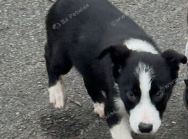 Border collie