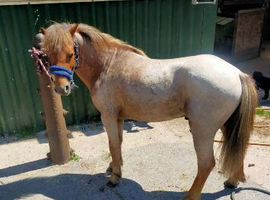 Shetland pony