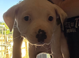 Puppies for sale