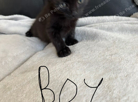 BEAUTIFUL BLACK BOY KITTEN FOR SALE