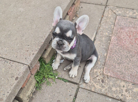 KC Registered French Bulldogs
