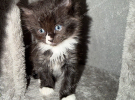 Kitten for sale