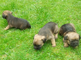 Border terrier puppies boys and a girl