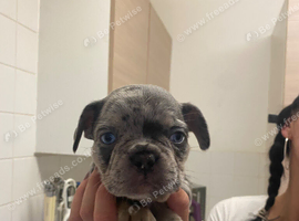 1 puppy re available due to change of circumstances