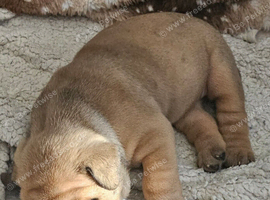 Beautiful English Bulldogs