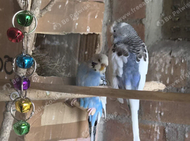 Pair of budgies plus cage