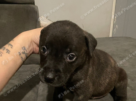 Cross breed puppies