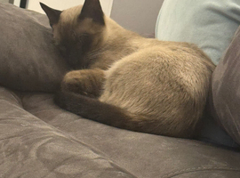 Male cat