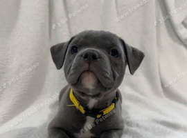 Cute staffy puppies for sale