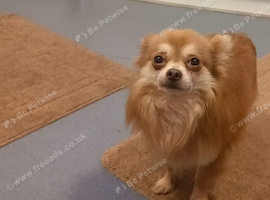 Chihuahua stud