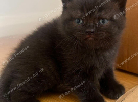 British Shorthair Kittens