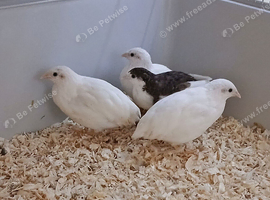 Chinese Painted (Button) Quail chicks